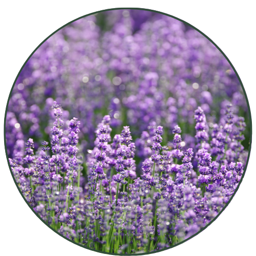 Kashmiri Lavender Shea Butter Luxurious Natural ColdPressed Soap