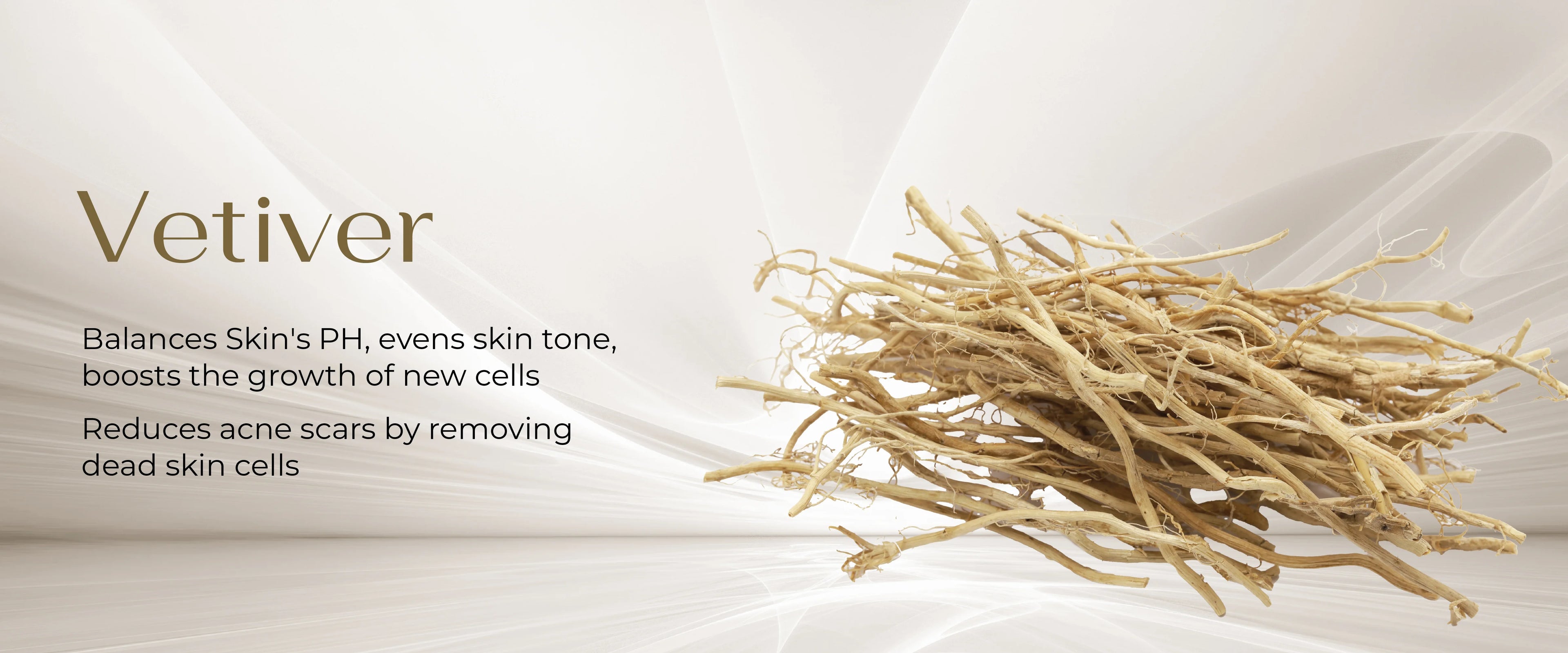 Dry vetiver stems with its benefits for the skin